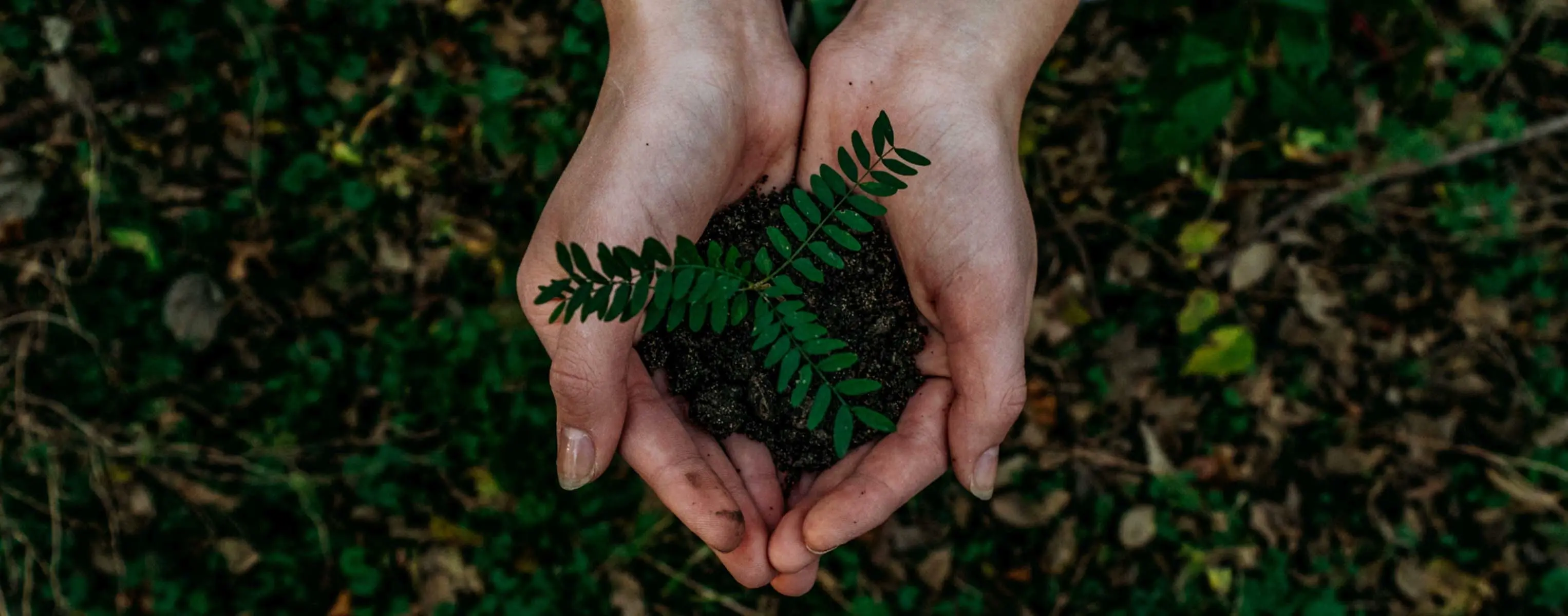 sustainability-image